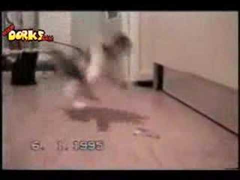 GATOS ESTUPIDOS COM gatos estupidos com:
