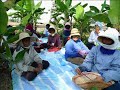 image Padi Sri 2 Hari Menanam Di Tanah Sawah Khairi