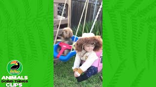 Dog In A Swing Makes A Funny Face | Animals Doing Things Clips