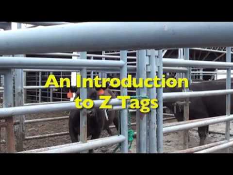 Introduction to Z Tags ear tags