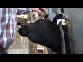 Introduction to Z Tags ear tags