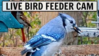 LIVE Bird Cam