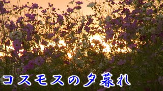 コスモスの夕暮れ