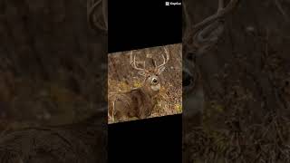 Deer Hunting