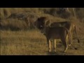 Cameraman's Close Call With Lions
