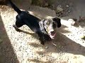 Finn: DUO-Ibiza Tierhilfe Tierschutz Tierheim Hund