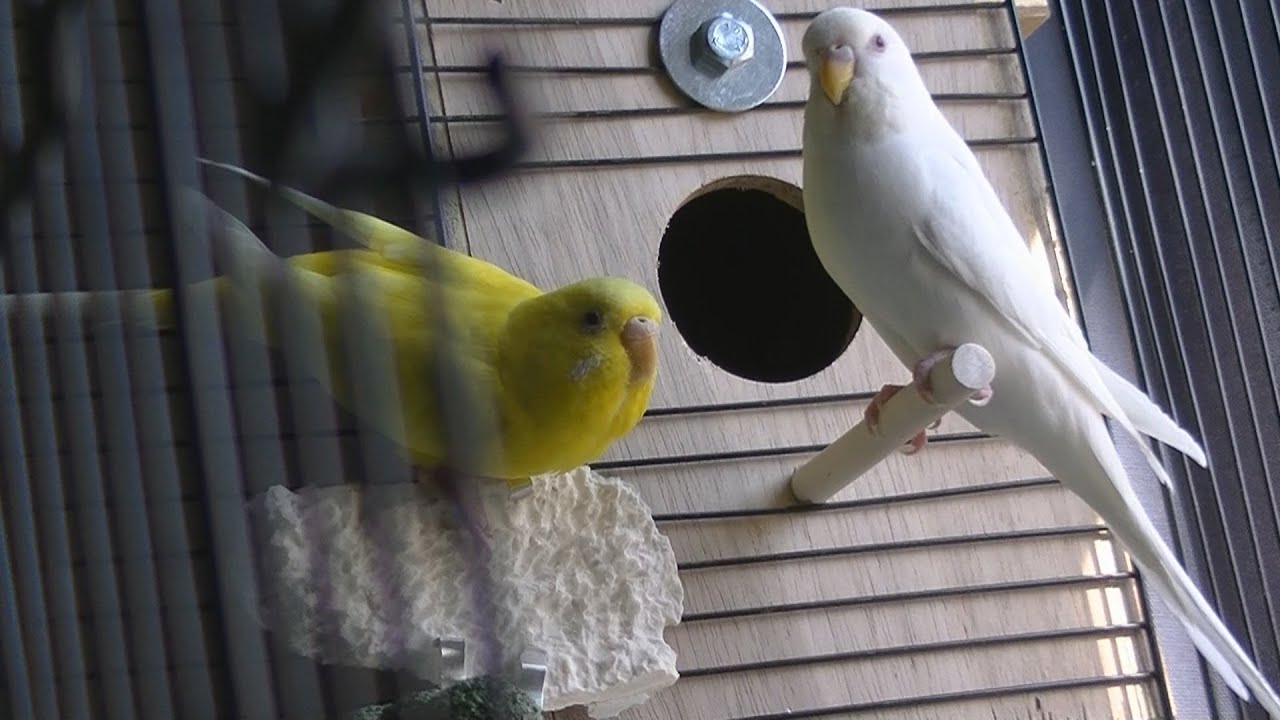 Installing a Parakeet Nesting Box - YouTube