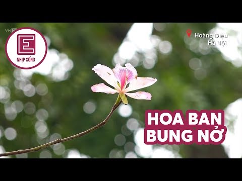 Nhịp sống | Hoa ban bung nở | VnExpress