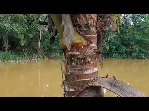 penampakan tiga ekor buaya putih di danau buntu ..ngeri .