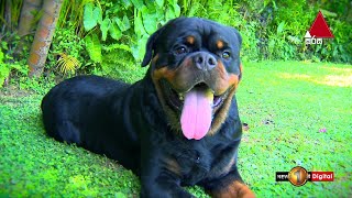 How to take care Rottweiler (Las Vegas ) | Kids 1st
