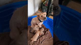 Fell Terrier Lakeland Type Mom And Pups