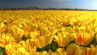 Футаж💐 Восхитительные Желтые Тюльпаны 💐