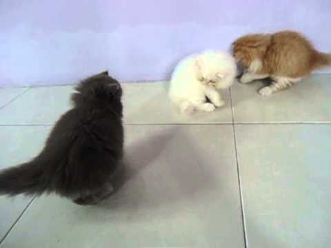 Kitten Persia