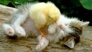 Cute is Not Enough - Funny Cats and Dogs Compilation #262