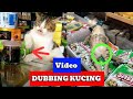 Viral ! Kumpulan kucing lucu ngomong bikin ketawa ngakak part 1