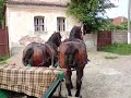 armasari