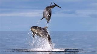 Adopt a Dolphin Update April 2020