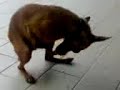 Cane segaiolo
