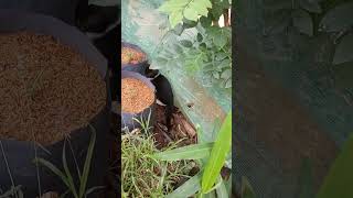 හර වඩක කරමද