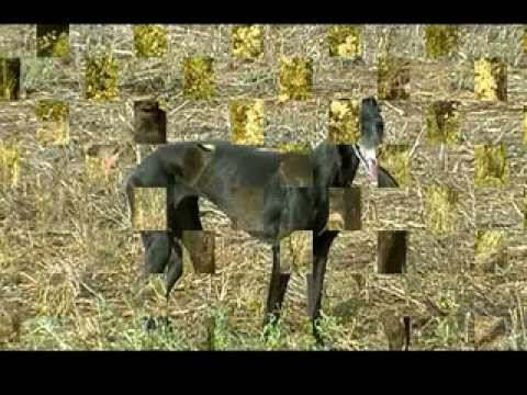 GALGOS CAMPEONES DE ESPANA galgos campeones de espana: