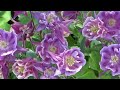 Spring Walk. by Kentaro Khara , music from Khac Chi ensemble