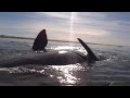 Kayak levantado por ballena en Puerto Madryn, Patagonia Argen...
