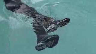 Wetlook Dans La Piscine En Tn Bleues Part3