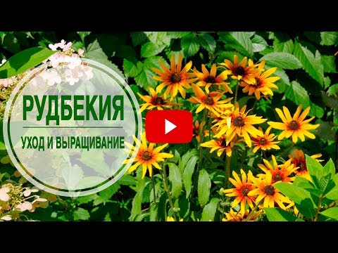 Что посадить в клумбе? 🌺 РУДБЕКИЯ 🌺 Особенности выращивания