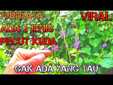 Ternyata Ada 2 Jenis Bonsai VIRAL PECUT KUDA