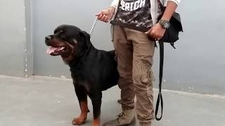 Great Dog show | dog | Dogs | Big dog | world biggest dog | animal | funny dog | funn videos