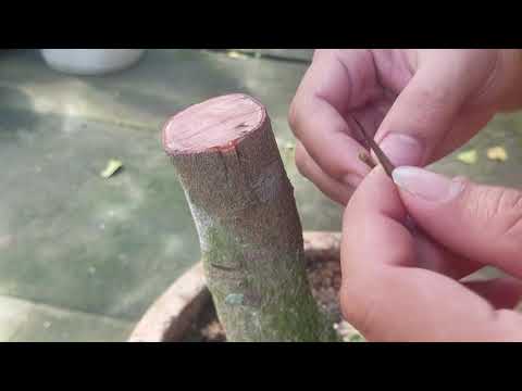Cách Ghép Mai Đơn Giản Cho Những Ai Bắt Đầu Chơi Mai Vàng
