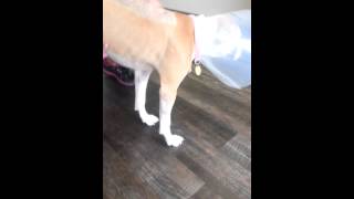 Honey 1 Week After Spinal Surgery