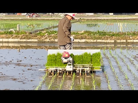 Máy Cấy Lúa Mini đời 2021-2022
