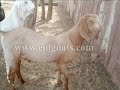 rajasthan goat farming