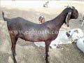 rajasthan goat farming