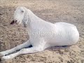 rajasthan goat farming
