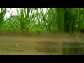 Tadpoles in a Rice Paddy