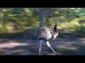 Crazy Emu Dance