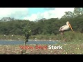 The Birds of Kenya - A childs view