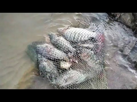 CUMA 1JAM 10KG || PANCING JARING/SPRING NET FISHING