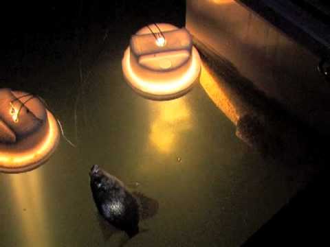 Fall Night Light Crappie Fishing Few Anglers Realize That Fall Crappie Fishing Under Lights Can Spell Fast Action Kansas City Star Outdoors...