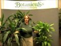 Prune this: Dracaena family, corn plants, pruning and care