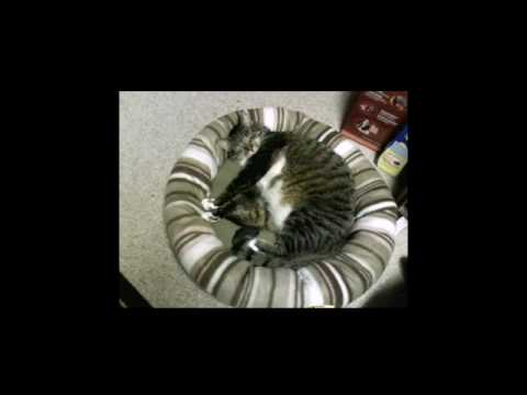 funny dogs and cats video. Cats, Funny Dogs amp; other