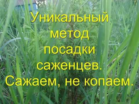 Купить флоксы, саженцы флоксов купить, лучшие сорта флокса Чем можно подкормить розы весной для пышного цветения в саду?