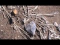 ALABAMA ARROWHEAD HUNTING , BLOUNT COUNTY.
