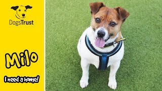 Milo is a Super Cute Jack Russell Terrier! | Dogs Trust Manchester