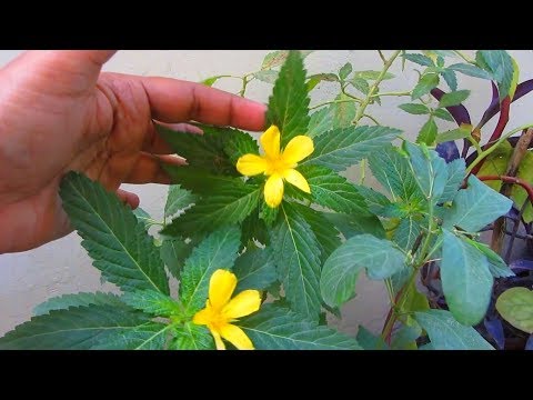 Top Zero Maintenance Plants You Should Grow In Your Garden