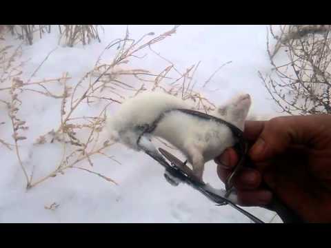 Как ловить зайцев на капкан (как сделать ловушку для зайцев своими руками) Как ловить зайцев на капкан (как сделать ловушку для зайцев своими руками)