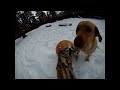 GoPro HD hero cam + roll bar mount + stick + stupid dog = Dog cam!