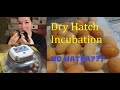Hatching Chicks | Dry Hatch Method Incubation | Nurture Right 360 Incubator